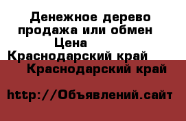 Денежное дерево продажа или обмен › Цена ­ 350 - Краснодарский край  »    . Краснодарский край